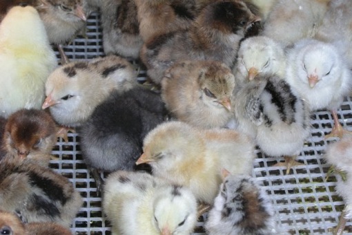chicks