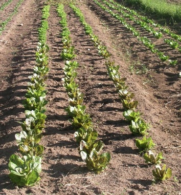 farmreport