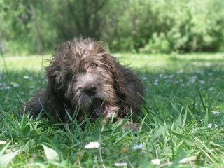 puppyatlake