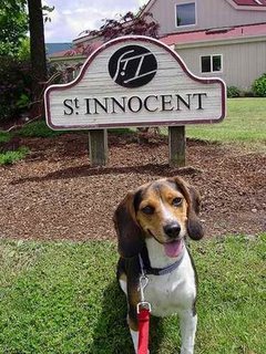 stinnocent