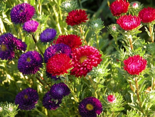 summerjosflowers
