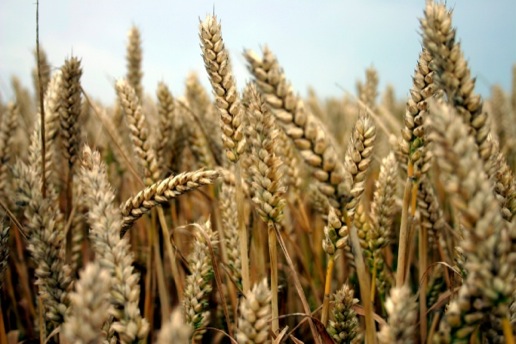 wheat