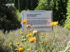 herb sign