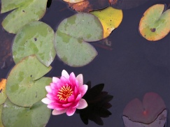 pond