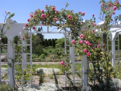 arbor