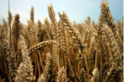 wheat field