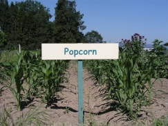 popcorn